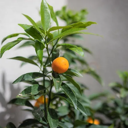 La Casa Di Filo Boutique 4*